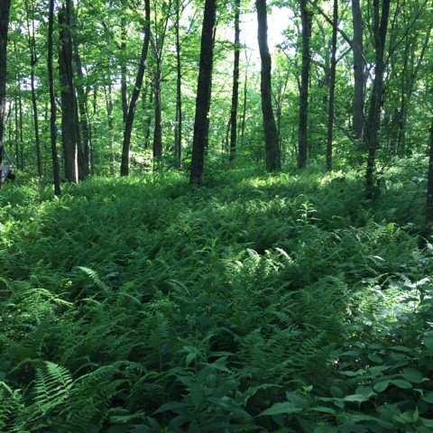 the beauty of the Appalachian Trail in Georgia