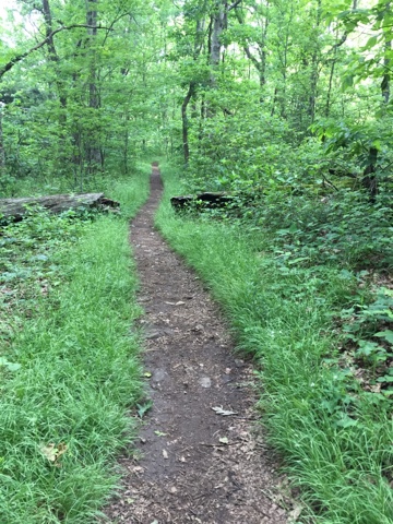 a beautify path on a grassy area of the Appalachian Trail