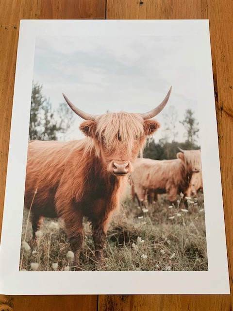 cow print from the Poster Store