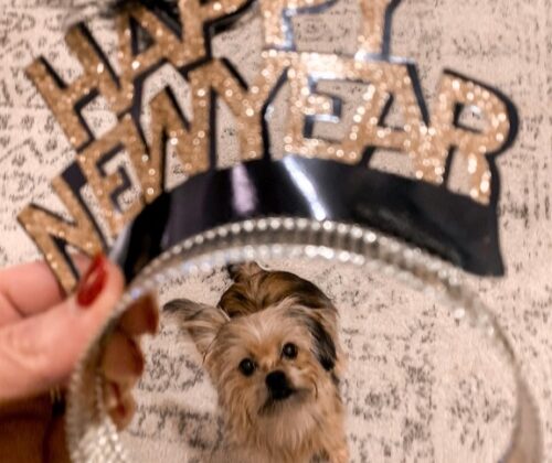 shorkie pup celebrating the new year 2022