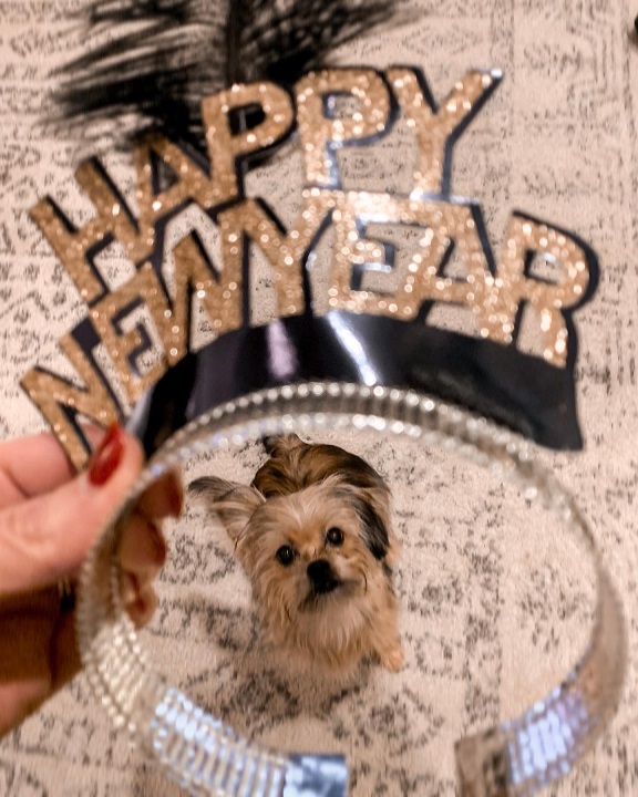 shorkie pup celebrating the new year 2022