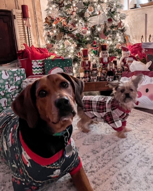 puppies dressed on their Chrismta pajamas from Hannah Anderson