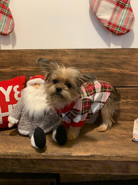 shorkie puppy waiting on santa to arrive
