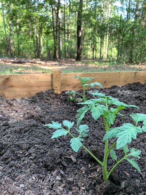 planting summer tomatoes