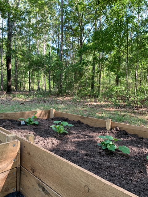 summer squash planted in raised garden bed