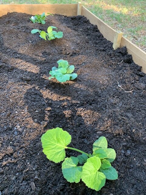 summer vegetable in raised garden bed