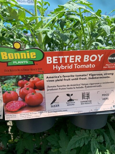 Bonnie plants better boy hybrid tomato plants