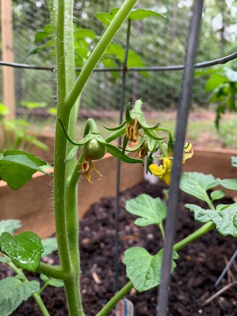 summer tomato plant