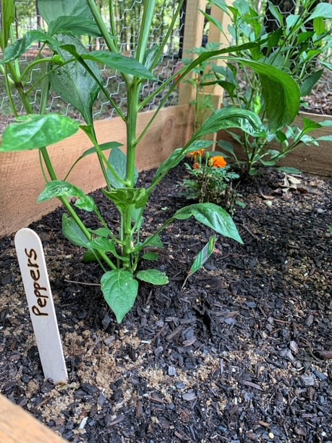 diy plant markers made with wood and a wood burning tool