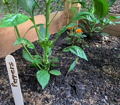 easy diy plant markers for your garden