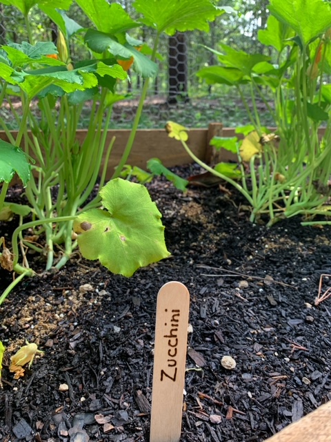 affordable garden plant markers