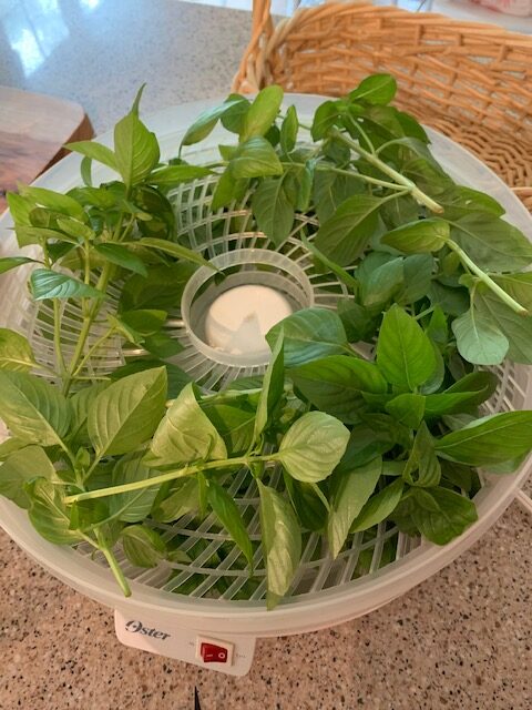 drying basil in a dehydrator