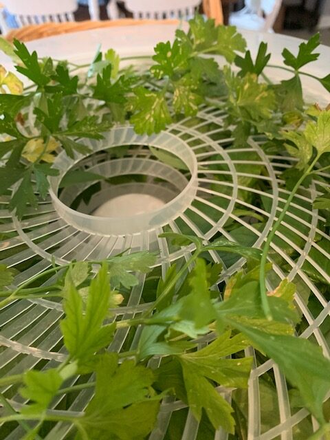 drying parsley in a dehydrator