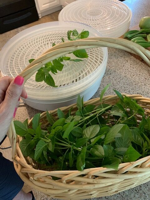 drying herbs in a dehydrator