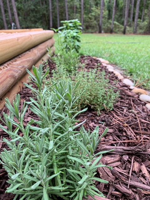 patio herb garden for culinary and medicinal uses
