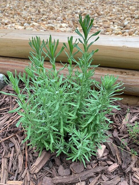 English Lavendar in an herb garden