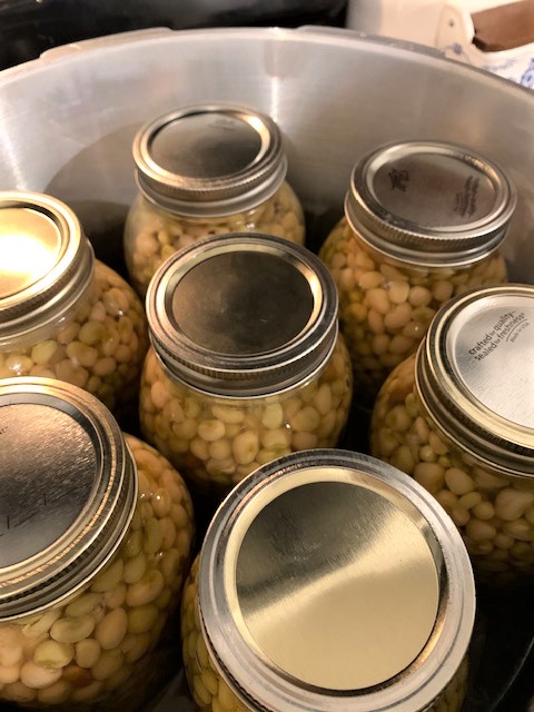 blanched peas ready to be canned
