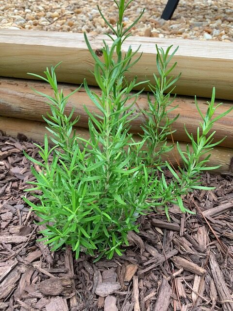 rosemary