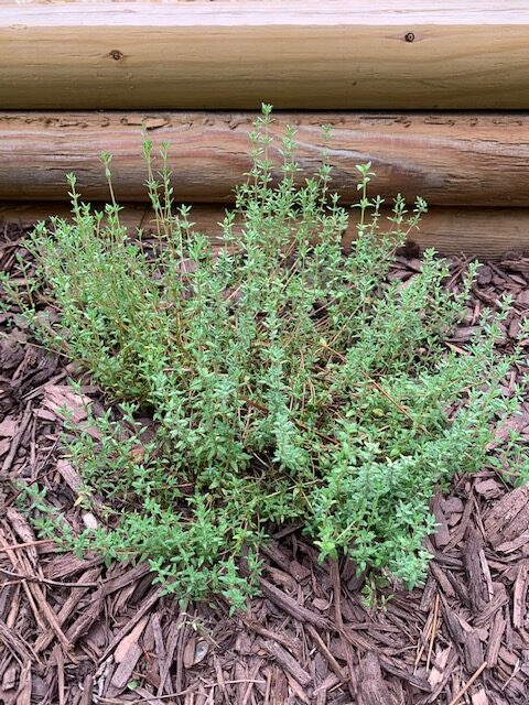 thyme