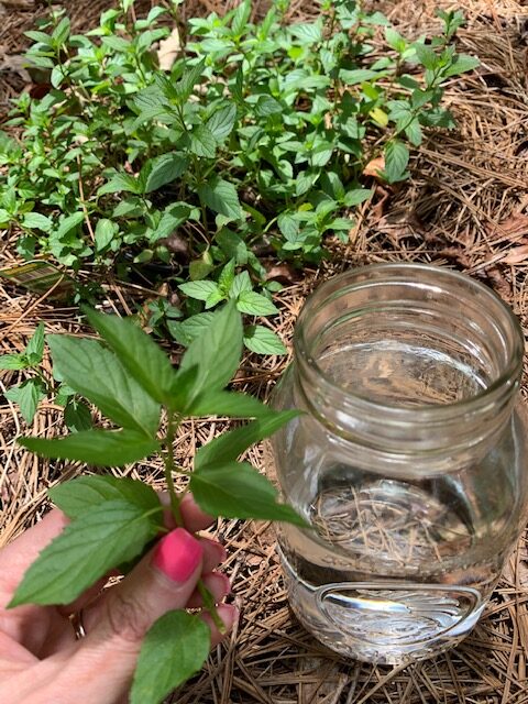 peppermint sprigs from the garden are perfect for making sun powered peppermint tea