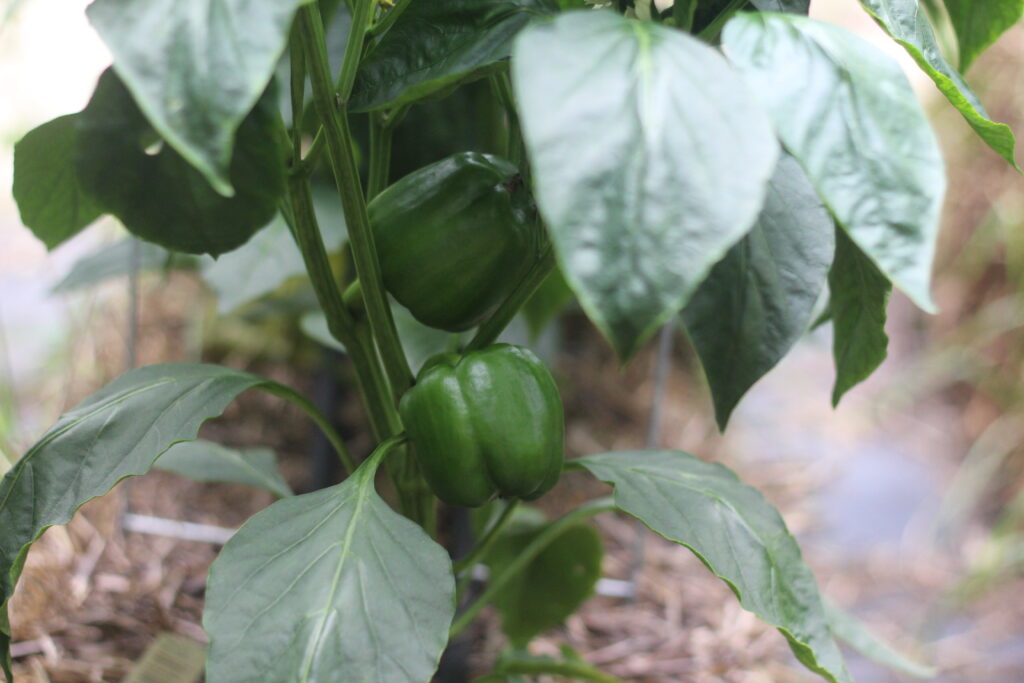 green peppers