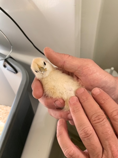 caring for baby chicks
