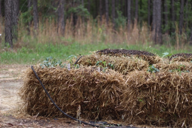 drip lines in hay bales