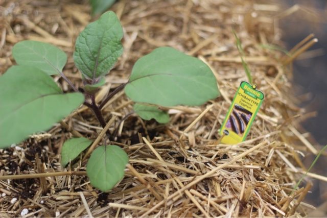 garden plants