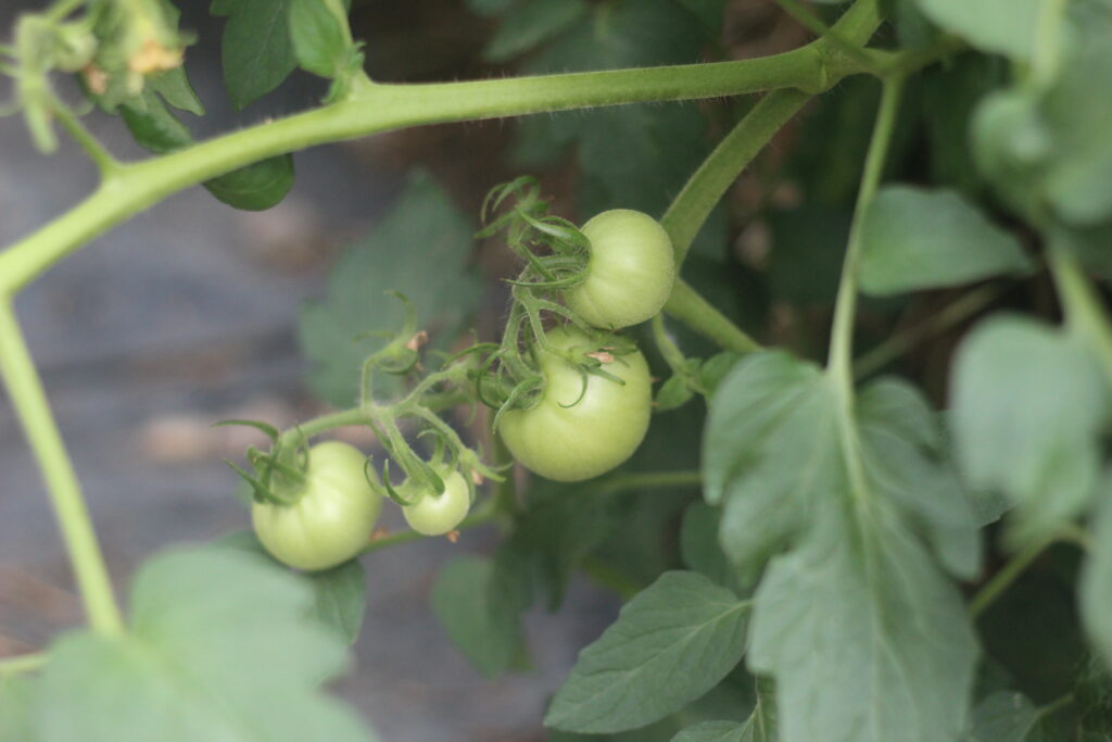 home grown tomatoes