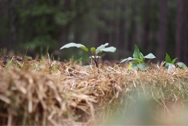 plant growing in a hay bale