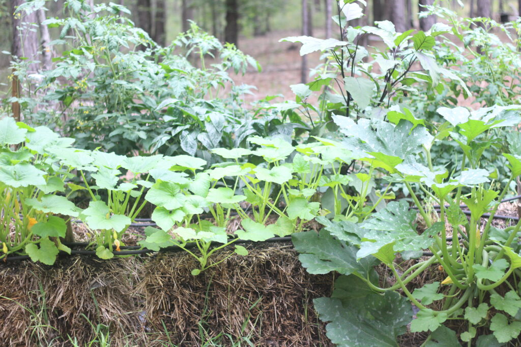 hay bale garden