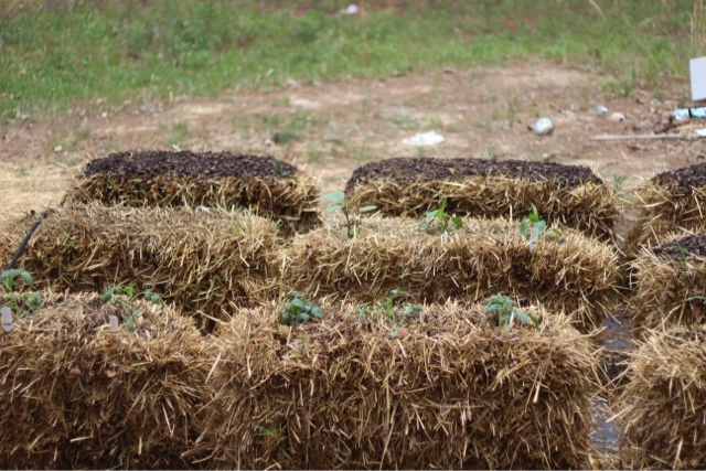 hay bales for garden