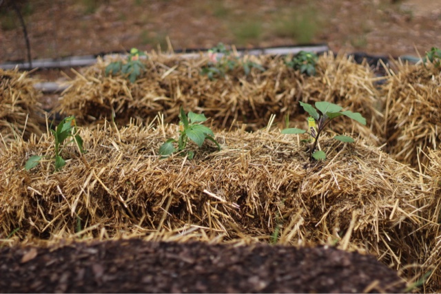 how to garden in hay bales