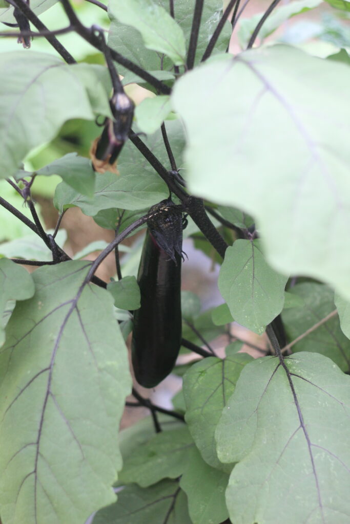 egg plant