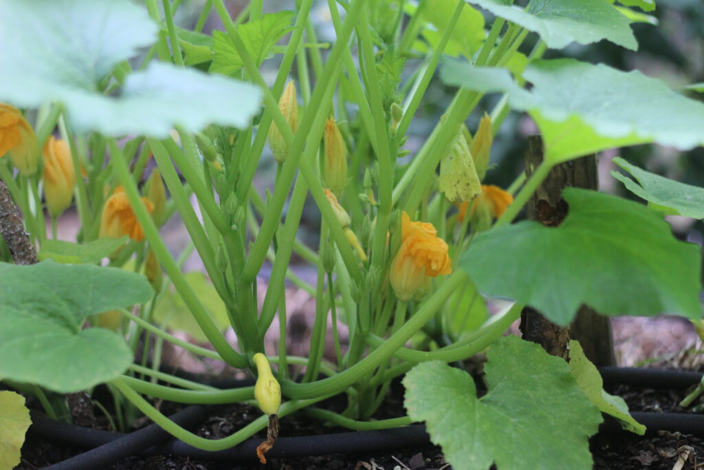 squash blooms