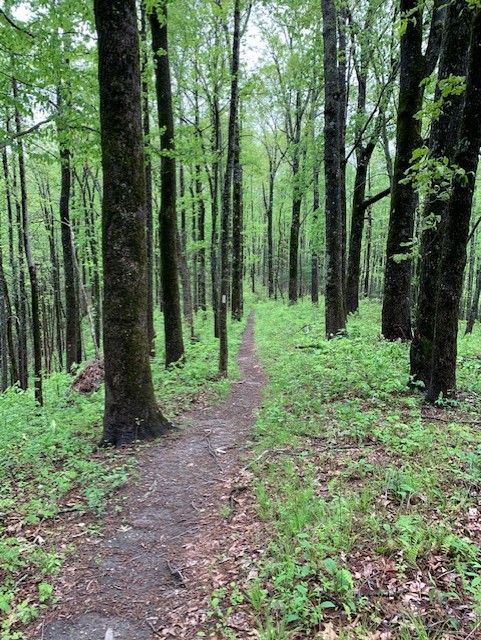 Appalachian Trail in Georgia
