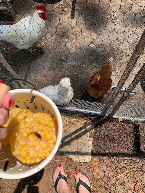 keeping chickens cool in the summer