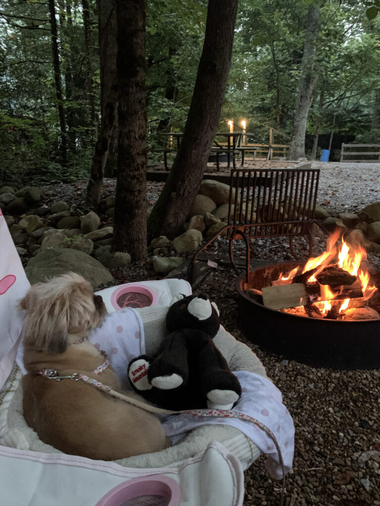 a puppy is enjoying relaxing in a camp chair by the firepit